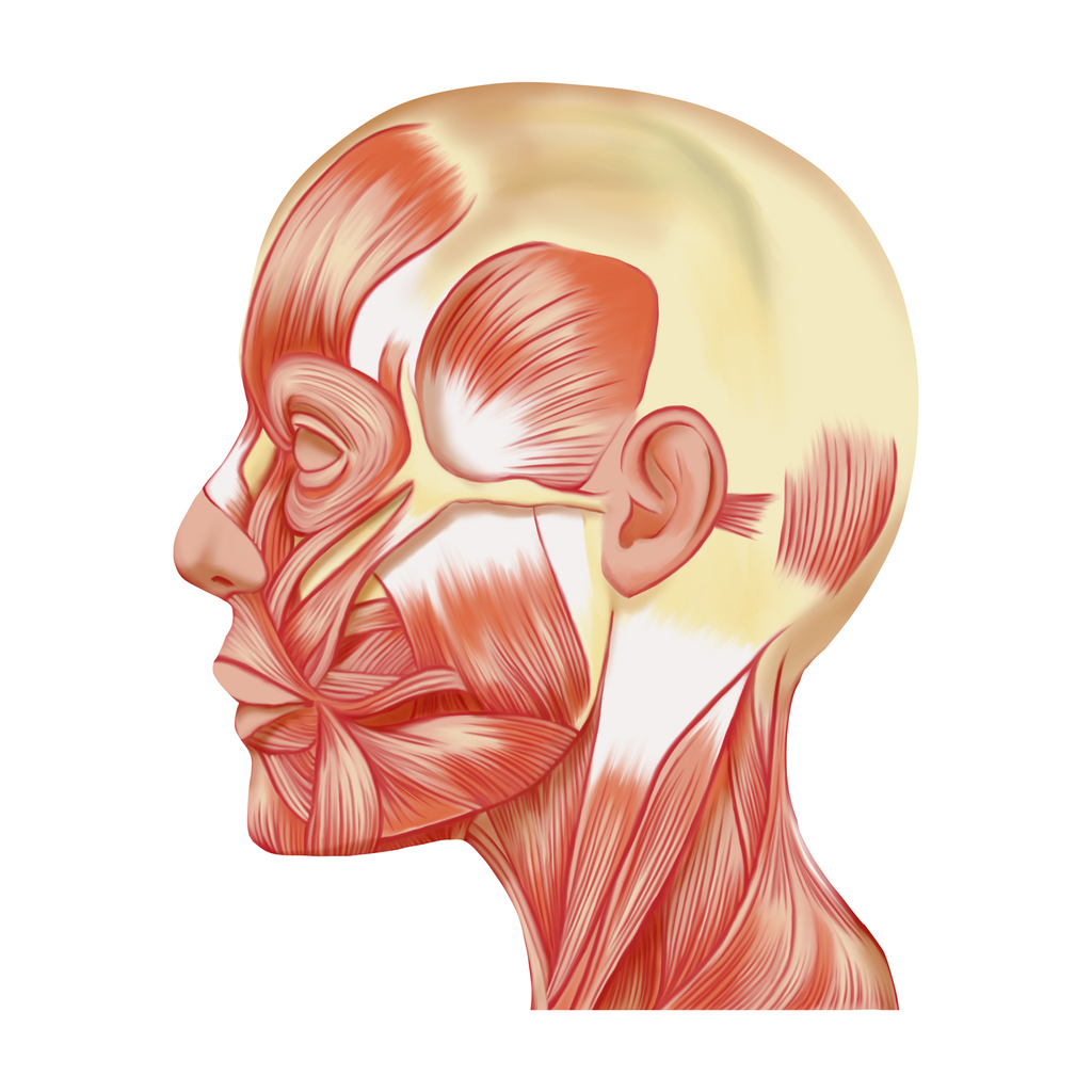 THE CLINIC MEDICAL CENTER | Profile illustration of realistic facial expression muscles without line drawing Raster material